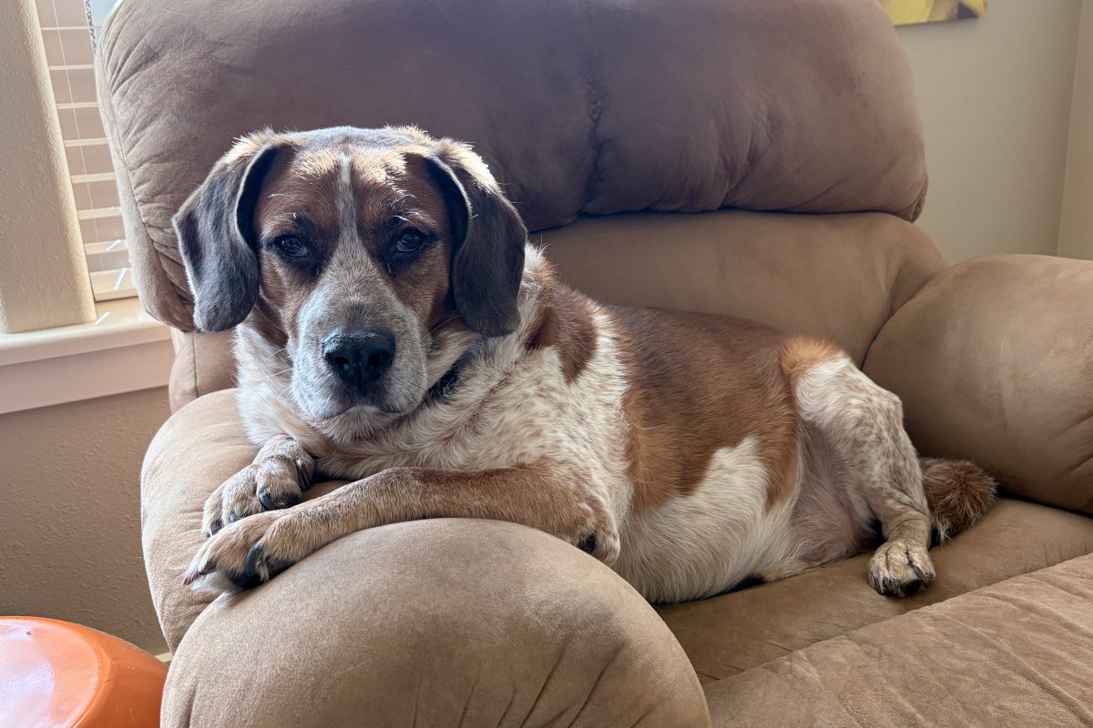 A real dog